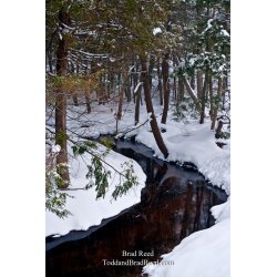 Brad Reed\'s Day 6 of 365 