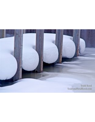 Todd Reed's Day 7 of 365 