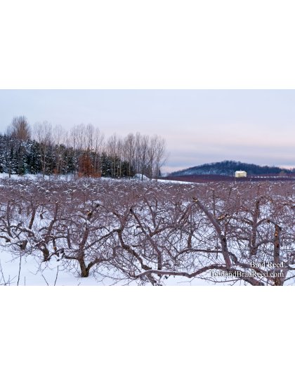 Brad Reed's Day 8 of 365 