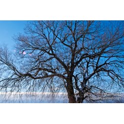 Brad Reed\'s Day 9 of 365 