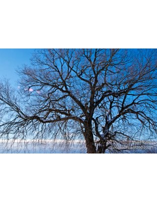 Brad Reed's Day 9 of 365 