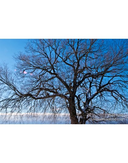 Brad Reed's Day 9 of 365 