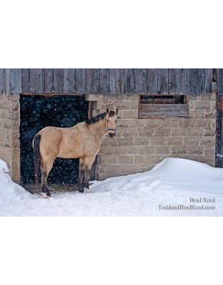 Brad Reed's Day 11 of 365 