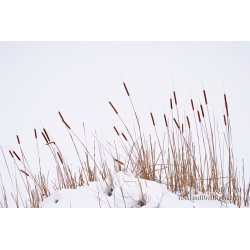 Todd Reed\'s Day 13 of 365 