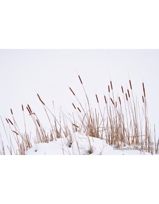 Todd Reed's Day 13 of 365 