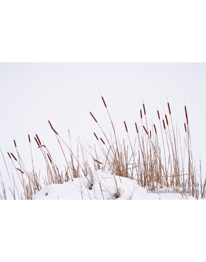 Todd Reed's Day 13 of 365 