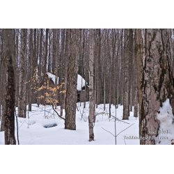 Brad Reed\'s Day 14 of 365 