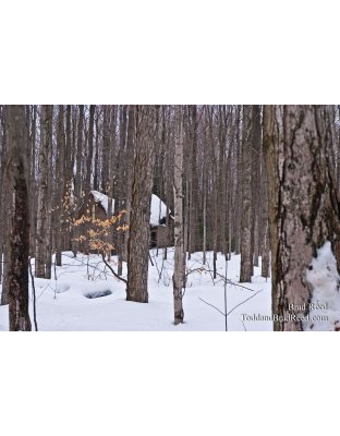 Brad Reed's Day 14 of 365 