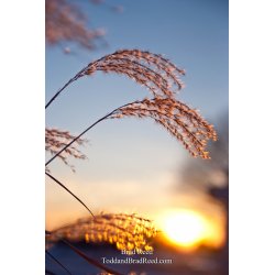 Brad Reed\'s Day 22 of 365 