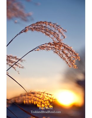 Brad Reed's Day 22 of 365 