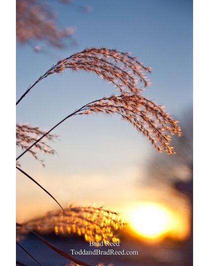 Brad Reed's Day 22 of 365 