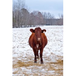Brad Reed\'s Day 27 of 365 