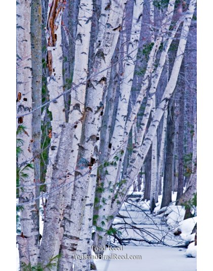 Todd Reed's Day 28 of 365 