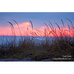 Todd Reed\'s Day 31 of 365 