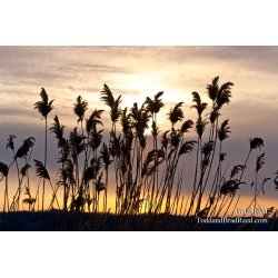 Todd Reed\'s Day 32 of 365 