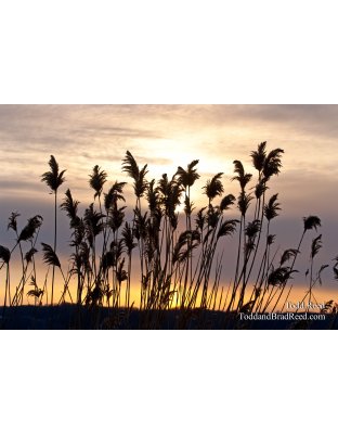 Todd Reed's Day 32 of 365 