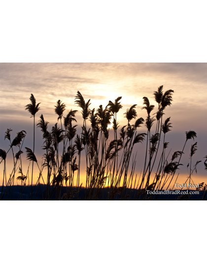 Todd Reed's Day 32 of 365 