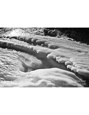 Brad Reed's Day 32 of 365 