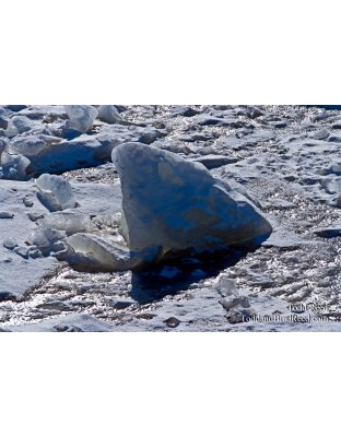 Todd Reed's Day 37 of 365 