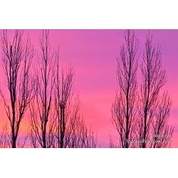 Todd Reed\'s Day 39 of 365 