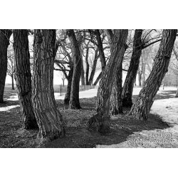 Brad Reed\'s Day 39 of 365 