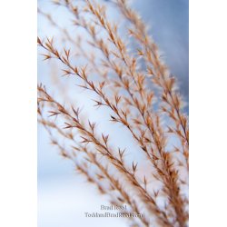Brad Reed\'s Day 42 of 365 