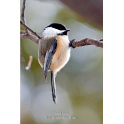 Brad Reed\'s Day 44 of 365 