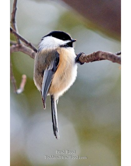 Brad Reed's Day 44 of 365 