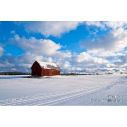 Brad Reed\'s Day 49 of 365 