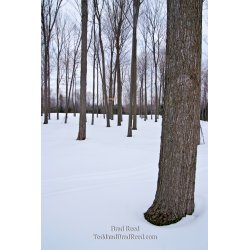 Brad Reed\'s Day 53 of 365 