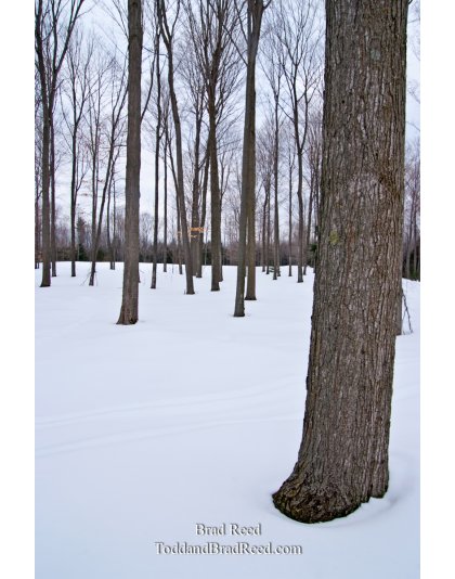 Brad Reed's Day 53 of 365 