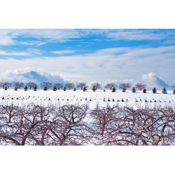 Brad Reed\'s Day 54 of 365 