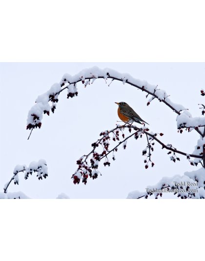 Todd Reed's Day 55 of 365 