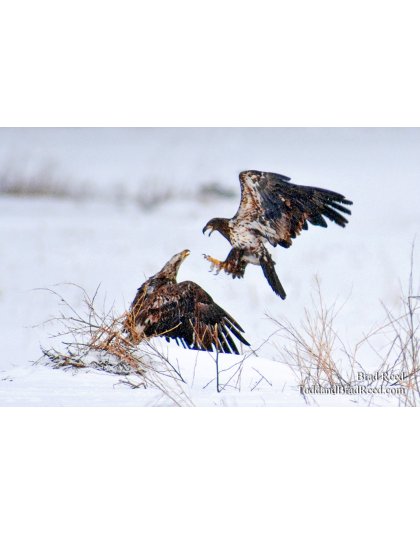 Brad Reed's Day 55 of 365 