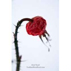 Brad Reed\'s Day 57 of 365 