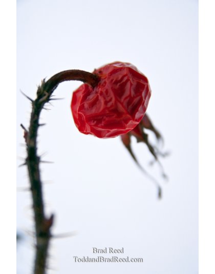 Brad Reed's Day 57 of 365 