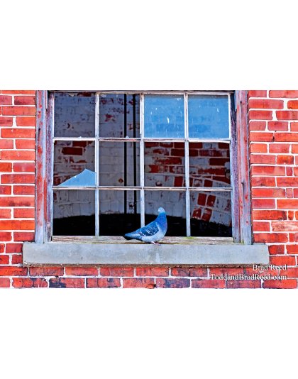 Brad Reed's Day 61 of 365 