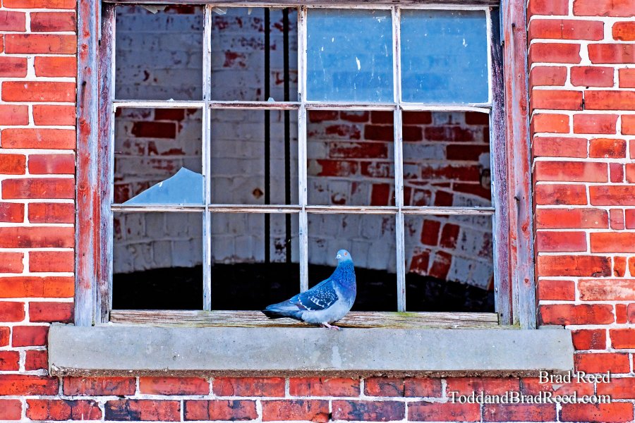 Brad Reed's Day 61 of 365 