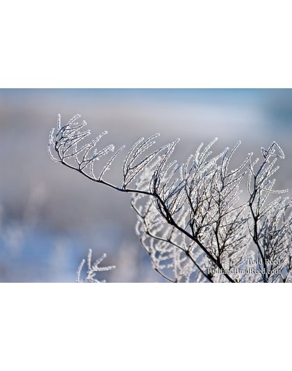 Todd Reed's Day 62 of 365 