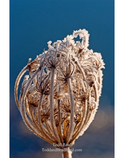 Todd Reed Day 64 of 365 