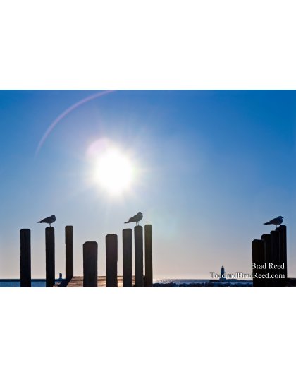 Brad Reed's Day 64 of 365 