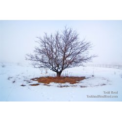 Todd Reed\'s Day 67 of 365 