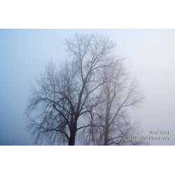 Brad Reed\'s Day 67 of 365 