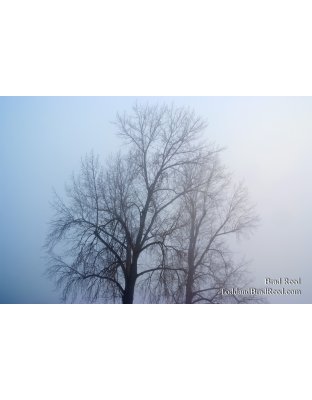 Brad Reed's Day 67 of 365 