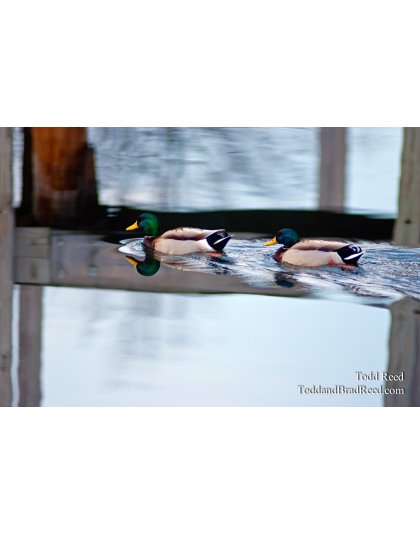 Todd Reed's Day 68 of 365 