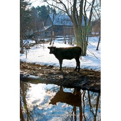 Brad Reed\'s Day 69 of 365 