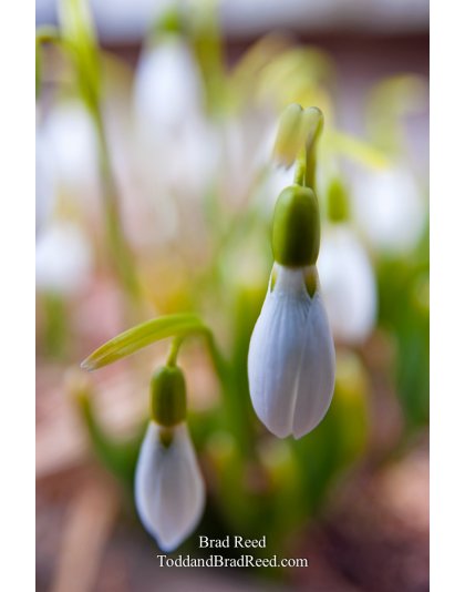 Brad Reed's Day 70 of 365 