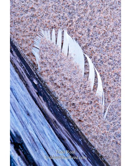 Todd Reed's Day 71 of 365 