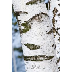 Todd Reed\'s Day 73 of 365 
