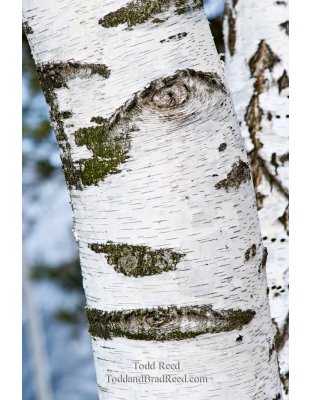 Todd Reed's Day 73 of 365 